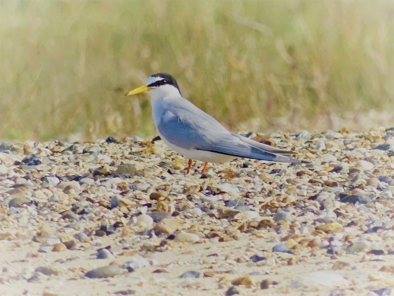 Breeding Terns