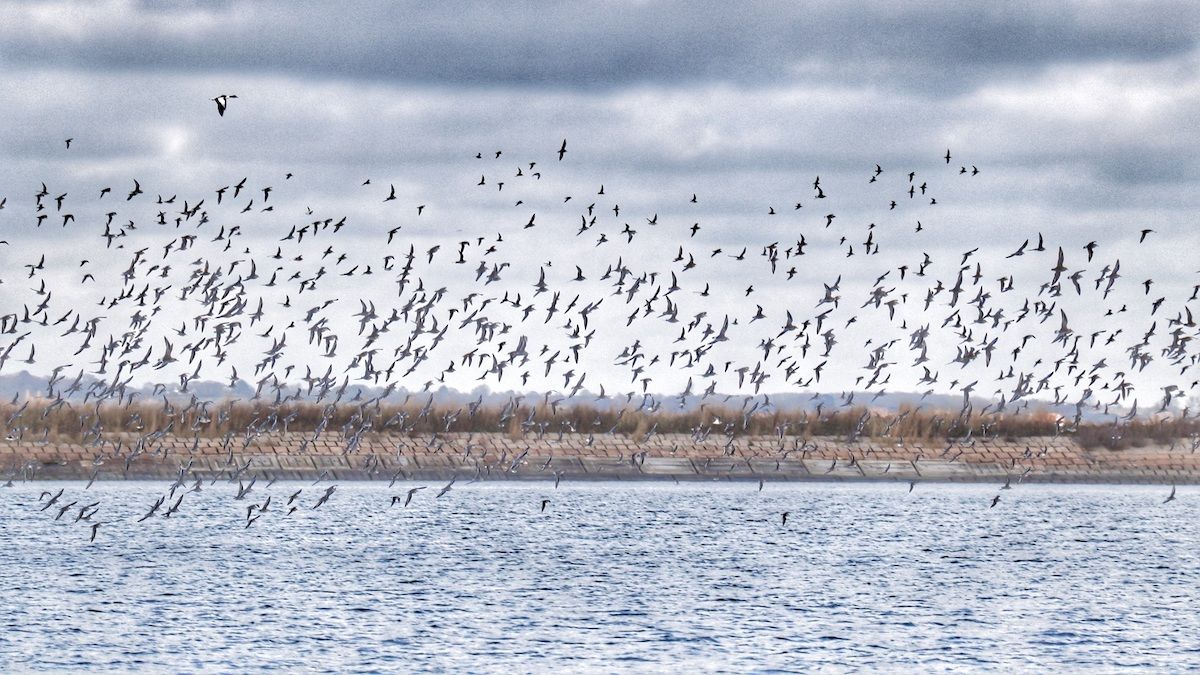 Flocks
