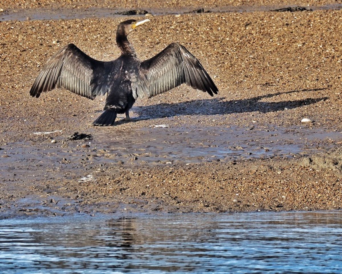 Cormorant