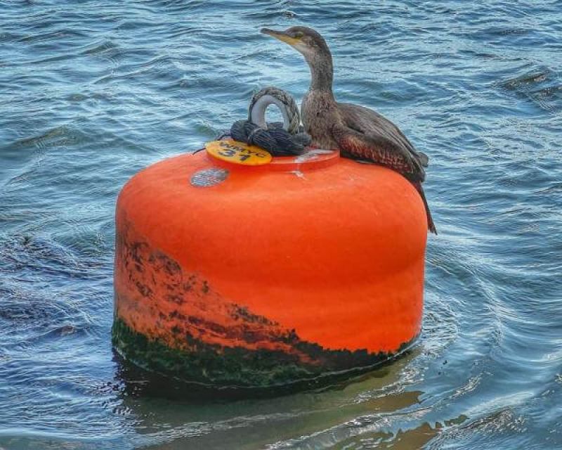 Shag Spotted