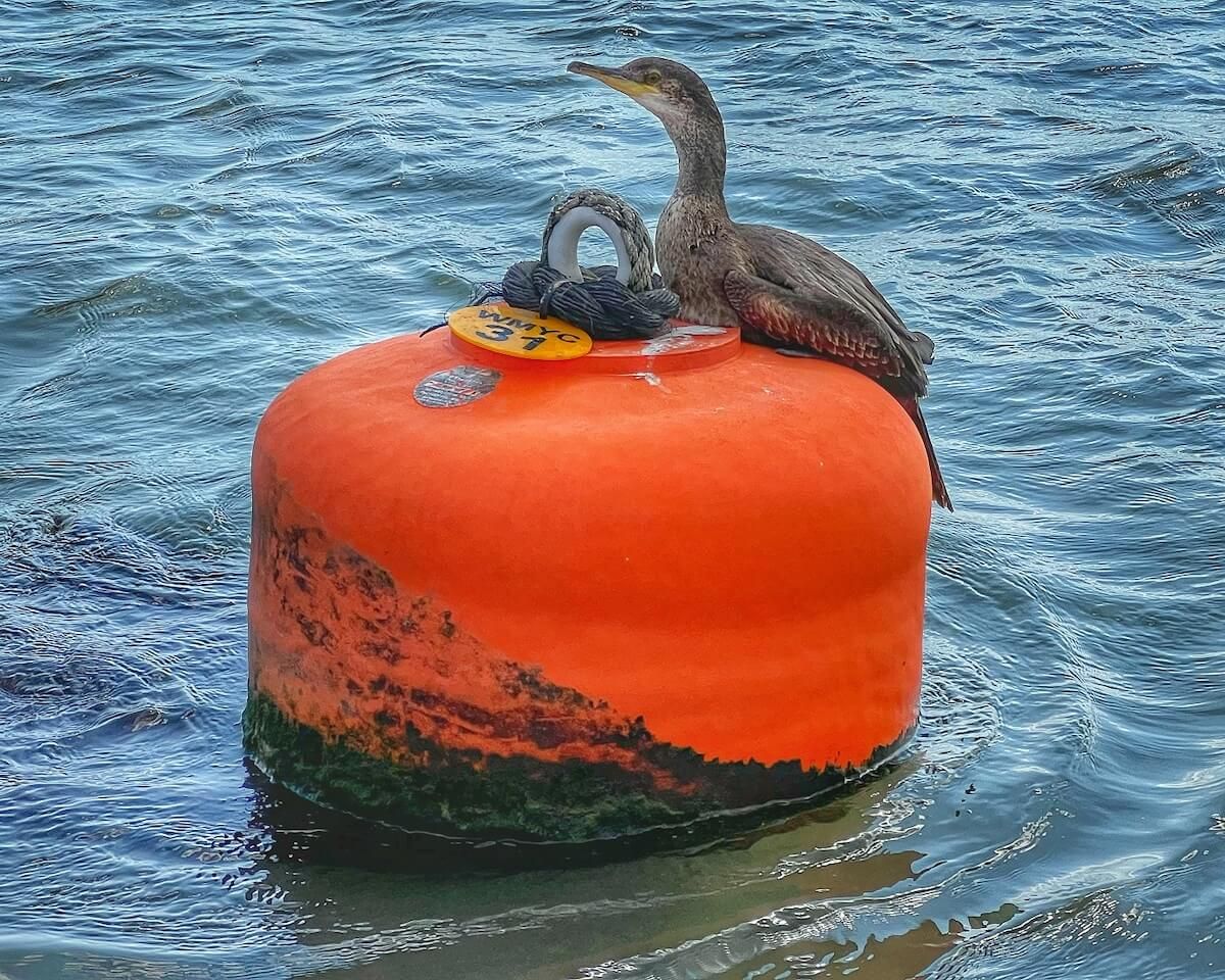 Shag Spotted