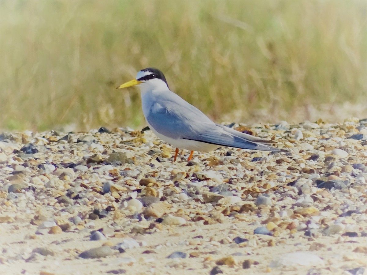 Breeding Terns