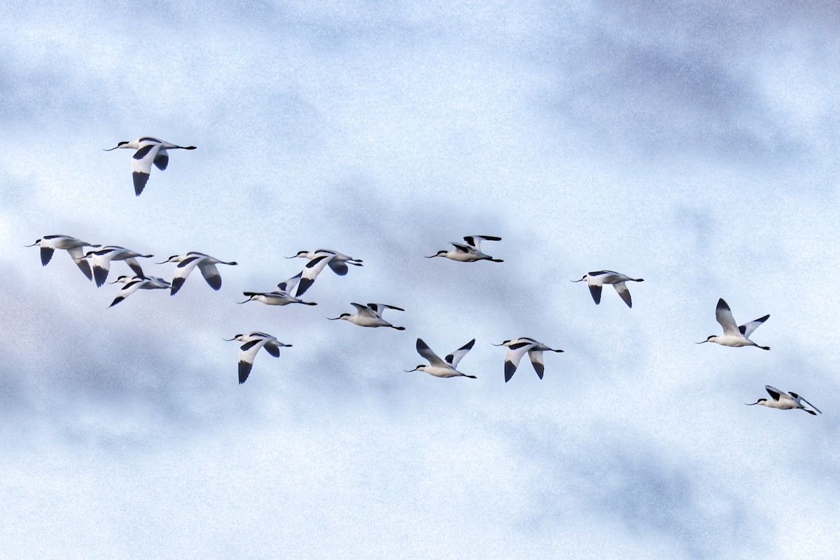 Avocet